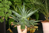 Aloe ferox RCP1-12 056.JPG